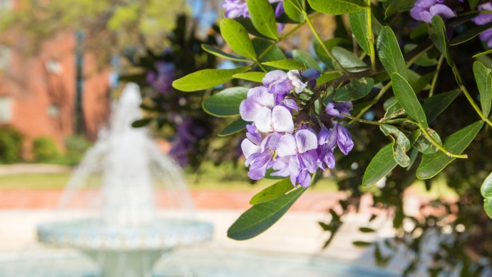 purple mountain laurel flower blooms against Miller Fountain