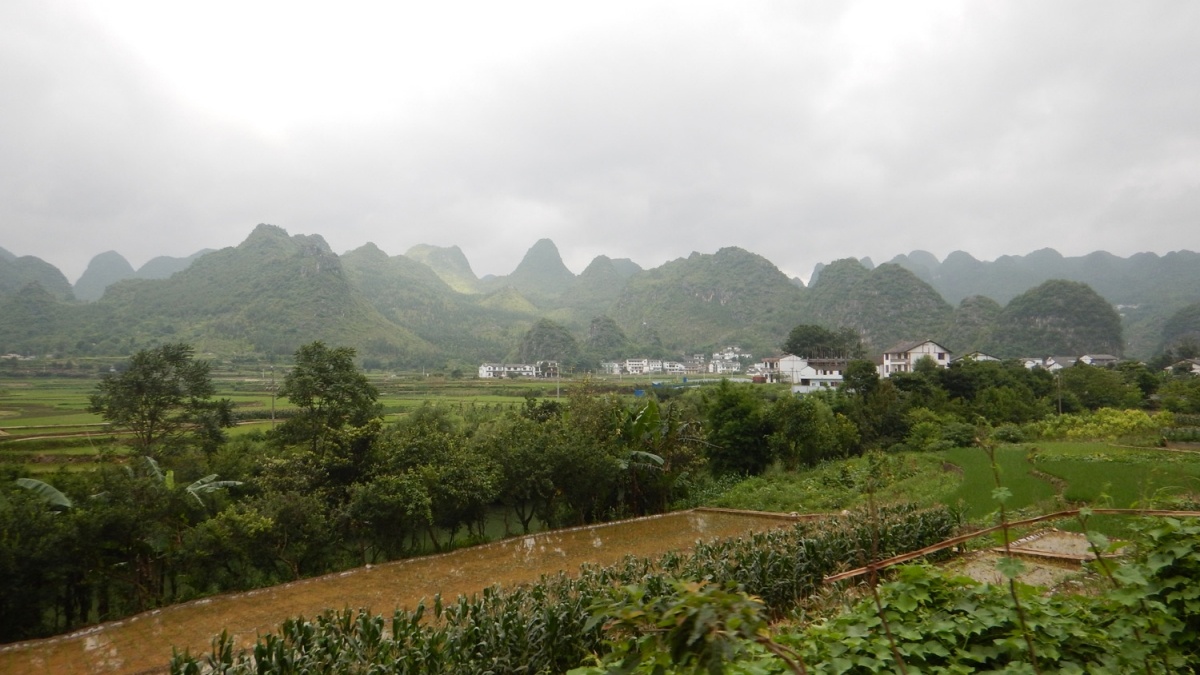 Aerial photo of a rice field and cultivation areas